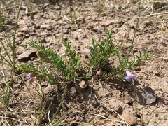 Penstemon crandallii