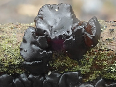 Exidia brunneola