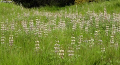 Lupinus palaestinus