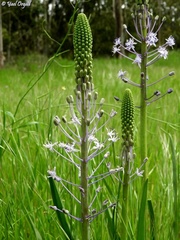 Scilla hyacinthoides