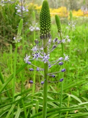 Scilla hyacinthoides