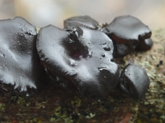 Exidia brunneola