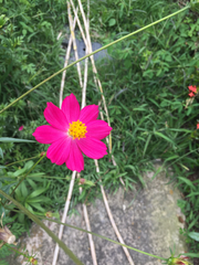 Cosmos caudatus