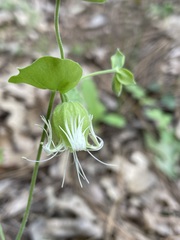 Silene campanulata