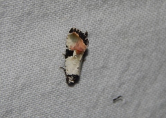 Hiccoda roseitincta