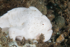 Striated Frogfish photo 4