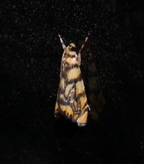 Diptychophora harlequinalis