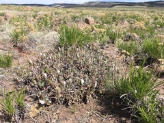 Eriogonum jamesii