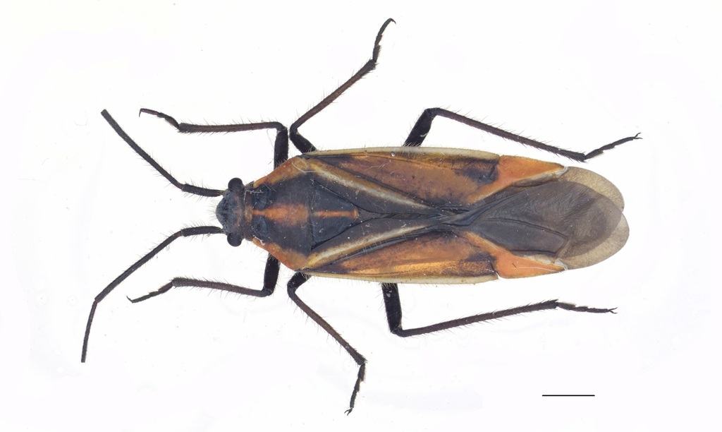 Horistus bimaculatus
