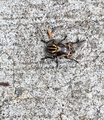 Cryptocephalus castaneus