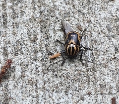 Cryptocephalus castaneus