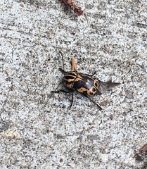 Cryptocephalus castaneus