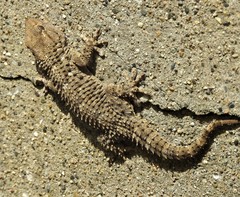 Tarentola mauritanica