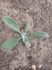 Pseudognaphalium canescens