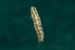 Petroscirtes variabilis