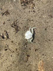 Carcinus maenas