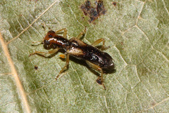 Phyllobaenus verticalis