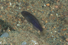 Asterropteryx ensifera