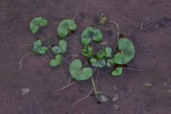 Ranunculus hederaceus