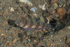 Amblyeleotris periophthalmus