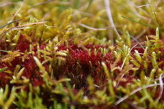 Imbribryum alpinum