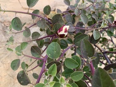 Capparis zoharyi