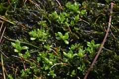 Micranthes stellaris