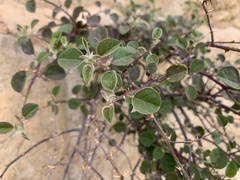 Capparis zoharyi