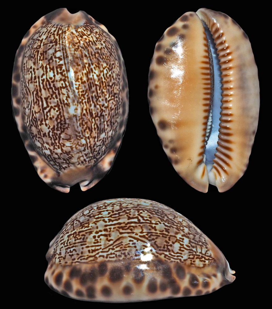 Mauritia