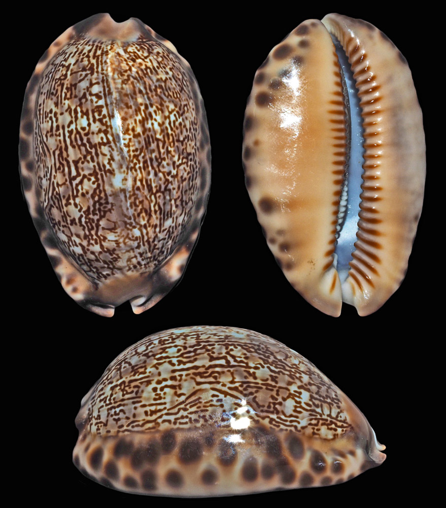 Mauritia