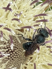 Osmia chalybea