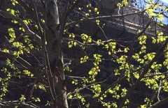 Liquidambar styraciflua