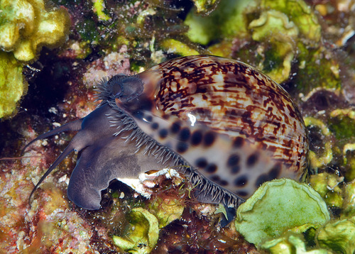 Cypraea arabica observed 2013-09-03