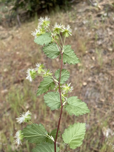 Image of Neviusia cliftonii by (c) Matt Berger, some rights reserved (CC BY)