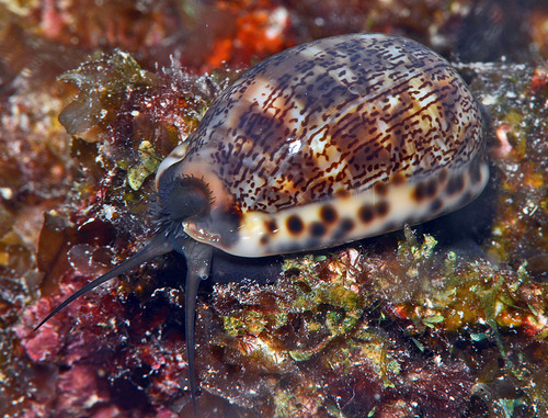 Cypraea arabica observed 2016-12-26