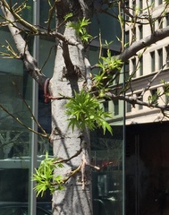 Liquidambar styraciflua