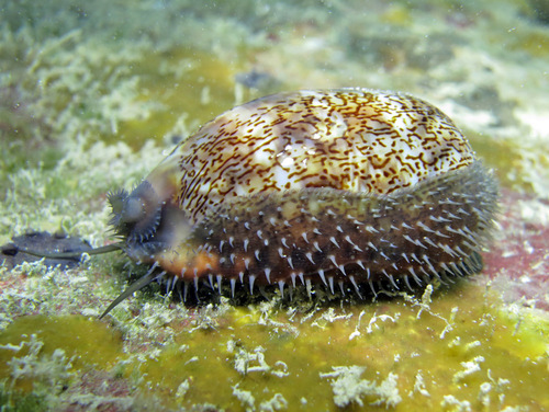 Cypraea arabica observed 2013-10-28