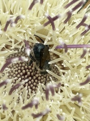 Osmia chalybea
