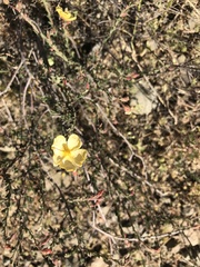 Fumana arabica