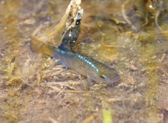 Cyprinodon macularius