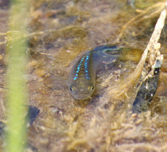 Cyprinodon macularius