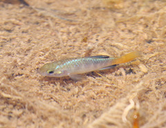 Cyprinodon macularius