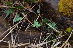 Primula farinosa