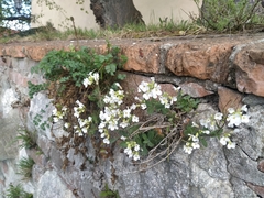 Arabis caucasica
