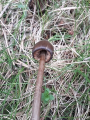 Entoloma hirtipes
