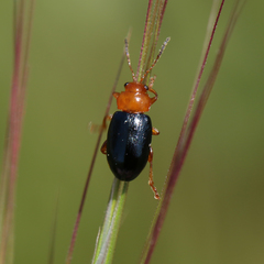 Podagrica fuscicornis