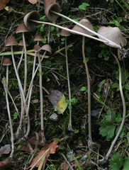Psathyrella corrugis