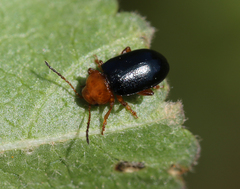 Podagrica fuscicornis