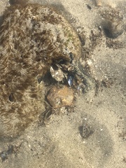 Carcinus maenas