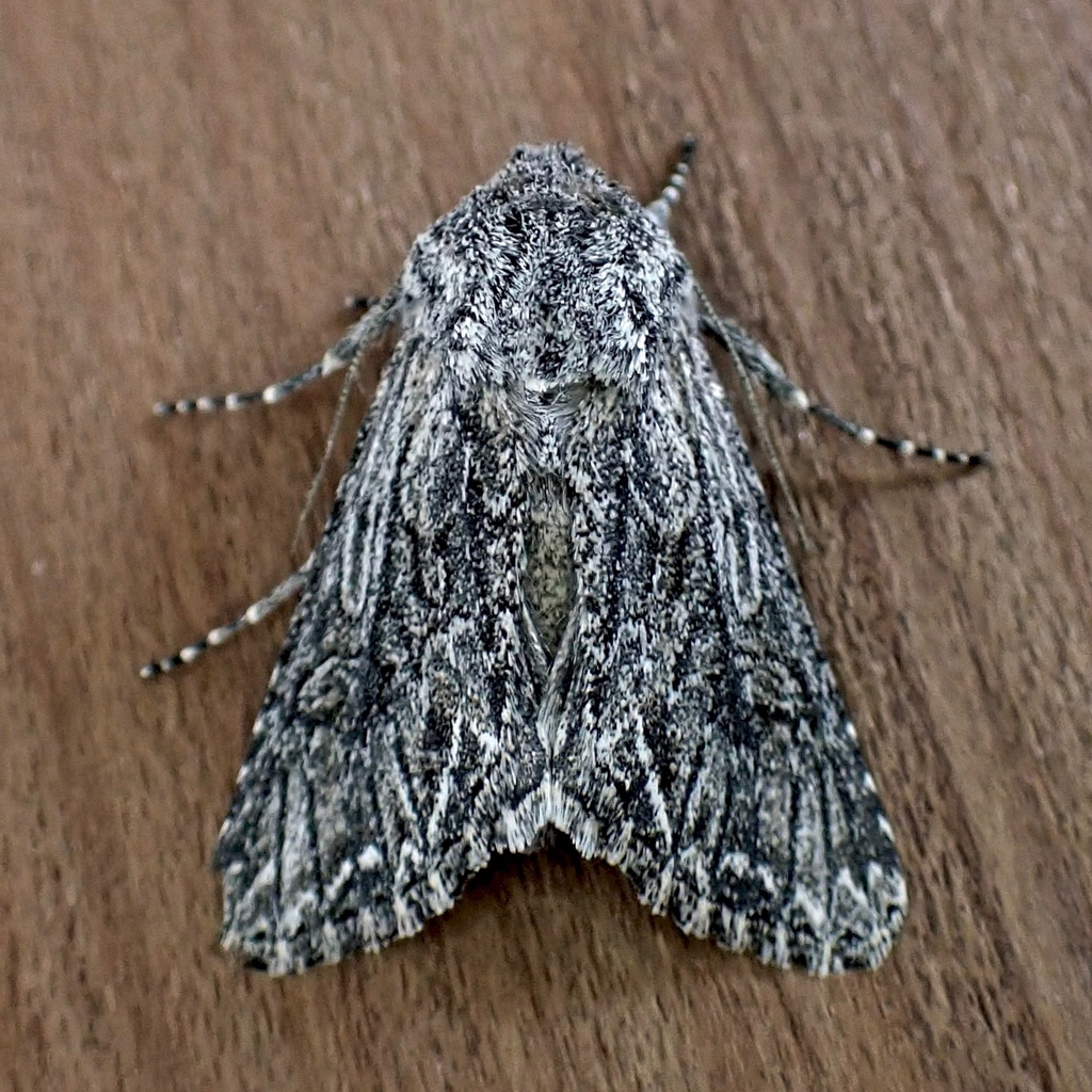 Anarta fulgora